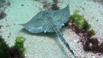 El parque nacional español con culebras pescadoras y rayas con GPS