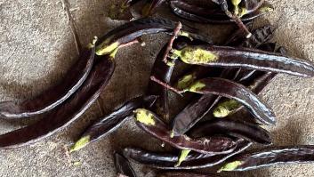 Los agricultores reclaman 'guarderías rurales' contra los cacos de algarrobas