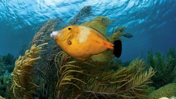 El agresivo pez sin miedo al ser humano entra a las playas españolas
