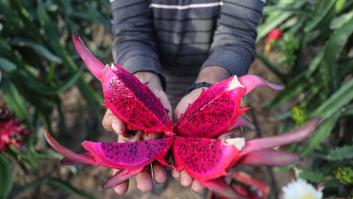 Estos son todos los países que producen la fruta del dragón