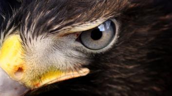 Serpiente y halcón, el ataque más surrealista a una señora en su jardín: "Ayúdame, Jesús"