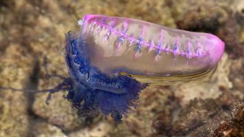 Estas son las playas con alerta por presencia de carabela portuguesa