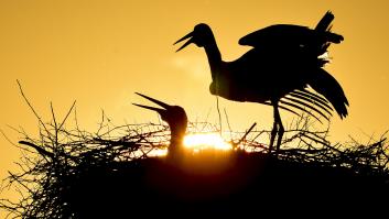 La infravaloración de la naturaleza es la base de la crisis climática