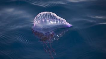 El Ayuntamiento de San Sebatián emite una alerta que afecta a sus playas
