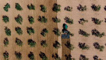 El 'Financial Times' señala el problema número uno del aceite de oliva en España