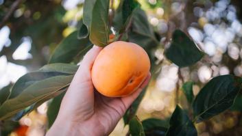 España presume de caqui con guiño a China