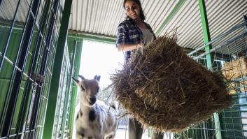 España contraataca con imaginación al problema de las camas del ganado