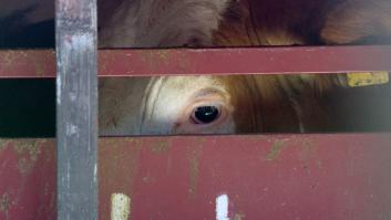 Preocupación máxima entre los ganaderos por la picadura de un mosquito desconocido