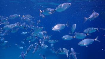 Ibiza se queda sin pescado