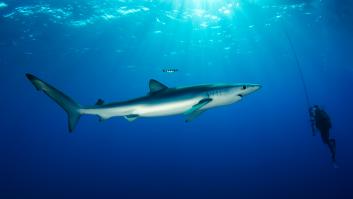 Una playa cerrada al baño por la sospecha del tiburón azul