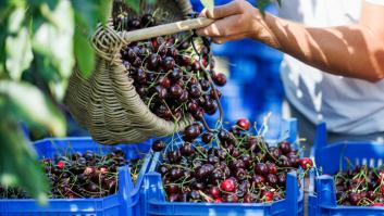 Emigra a Nueva Zelanda y desvela el sueldazo por recolectar cerezas