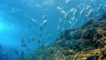 Estas son las playas españolas con más probabilidades de encontrar peces mordedores