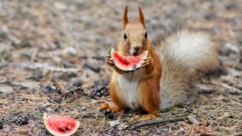 Los cazadores vuelcan 25.000 kilos de sandías y melones para los animales salvajes