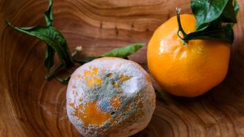 El CSIC descubre al enemigo del 'moho verde'