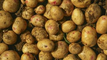 Una plaga deja a Canarias sin patatas