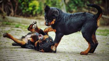 Llega a casa tarde y descubre lo que han hecho sus cachorros: es mejor verlo que contarlo