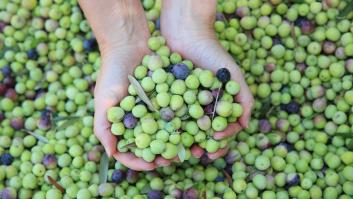 La zona de España con seis veces más aceitunas que en 2022