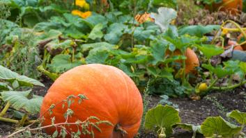 Soy técnica nutricionista y éste es para mí el súperalimento del otoño