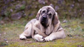 Una pastora revela lo que nunca debes hacer si un mastín se acerca rápidamente hacia ti en el campo