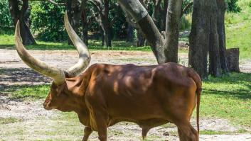 Pillan 'in fraganti' a un conductor que viajaba con un inesperado copiloto