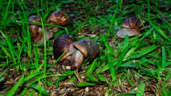 Un español es acusado de provocar una alerta sanitaria en Nicaragua