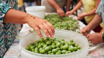 Los peores presagios se cumplen con el verdeo de la aceituna