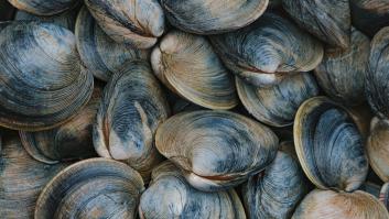 Alerta sanitaria por presencia de salmonela en este marisco en España