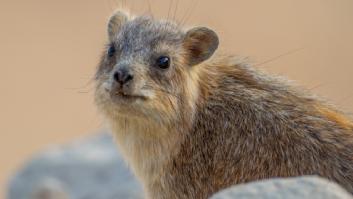 Anuncian una nueva camada del desconocido mamífero que dio nombre a España