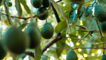 Ni Andalucía ni Canarias: el aguacatero más antiguo de Europa lo tiene España con 118 años y en la zona menos creíble