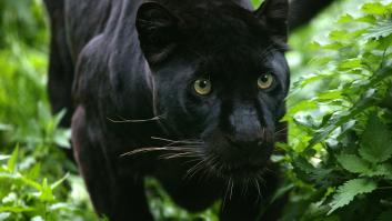Una mujer salva la vida a un gato y resulta ser una pantera