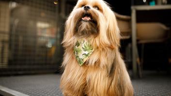 Si ya tengo perro, ¿tengo que hacer el cursillo con la nueva Ley de bienestar animal?