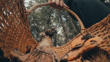 Dos manjares asoman en el campo español gracias a las abundantes lluvias