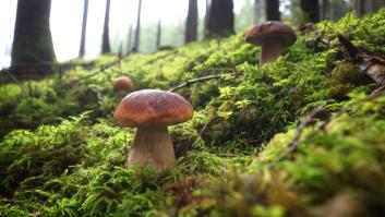 La medicinal seta 'melena de león' entra con fuerza en España