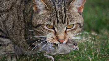 Australia amplia su 'guerra' contra los gatos para salvar a sus animales nativos