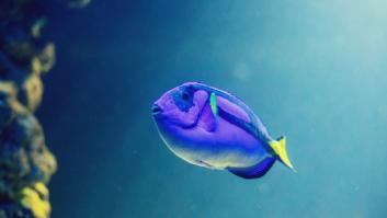 Esta es la verdad detrás de la expresión 'tener memoria de pez'