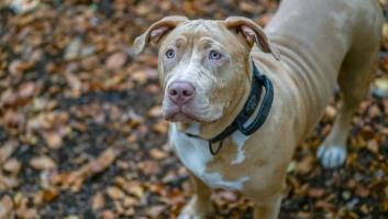 Este es el precio de la raza que van a prohibir en Reino Unido por ataques mortales