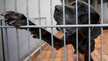 Madrid presenta un plan para los 'perros invisibles'