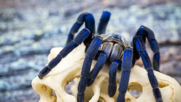 El hallazgo de la tarántula azul eléctrico ayudará a los niños con cáncer