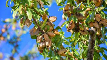 El súper fruto seco se queda a un precio mínimo histórico