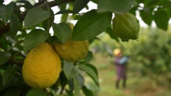 El limón amenaza con terremoto