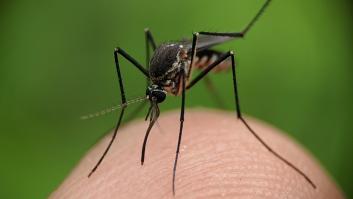 Por qué el mosquito es el animal más peligroso del mundo