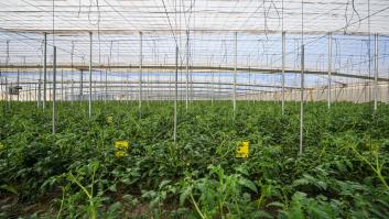 Los jardineros advierten a los que dejan el invernadero abierto durante la noche si quieren tener pimientos y tomates grandotes
