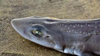 Hallan el secreto de los tiburones de ‘agua dulce’