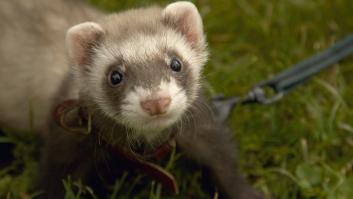 Pide la baja médica, es despedido por ir de paseo con su hurón y Renault debe pagar 62.000 euros