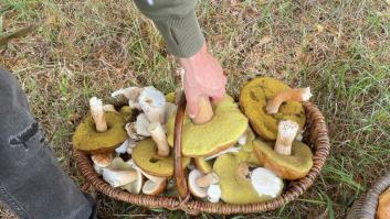 Esta es la cantidad máxima de setas que puedes coger al día y los precios de la licencia