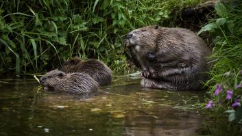 La 'milagrosa' medicina con sabor a vainilla extraída del ano de los castores