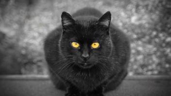 La historia terrorífica que relaciona al gato con octubre