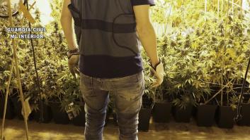 La luz para la marihuana enciende las alarmas de Endesa