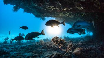 Este es el pez que vive a mayor profundidad en el océano