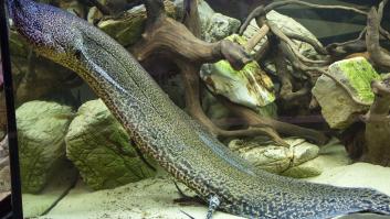 El pez único genéticamente que puede vivir sin agua